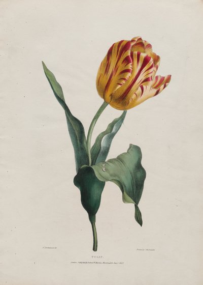 Tulipán de Valentine Bartholomew